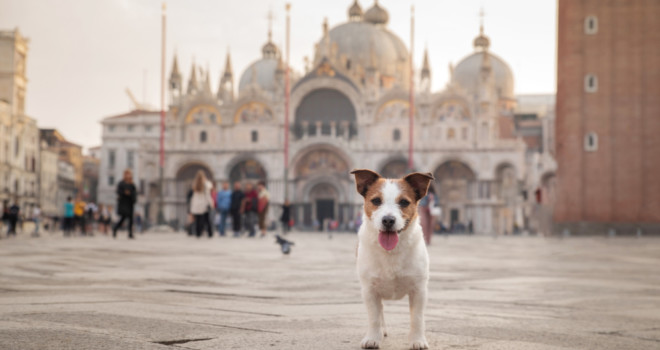 Pope Francis, Pets, and the Stewardship of Creation