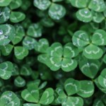 The Treasure of Four Leave Clovers, and Man