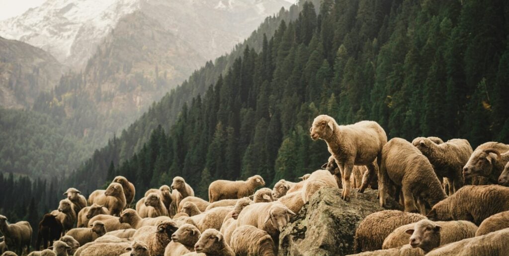 we the troubled sheep and our good shepherd