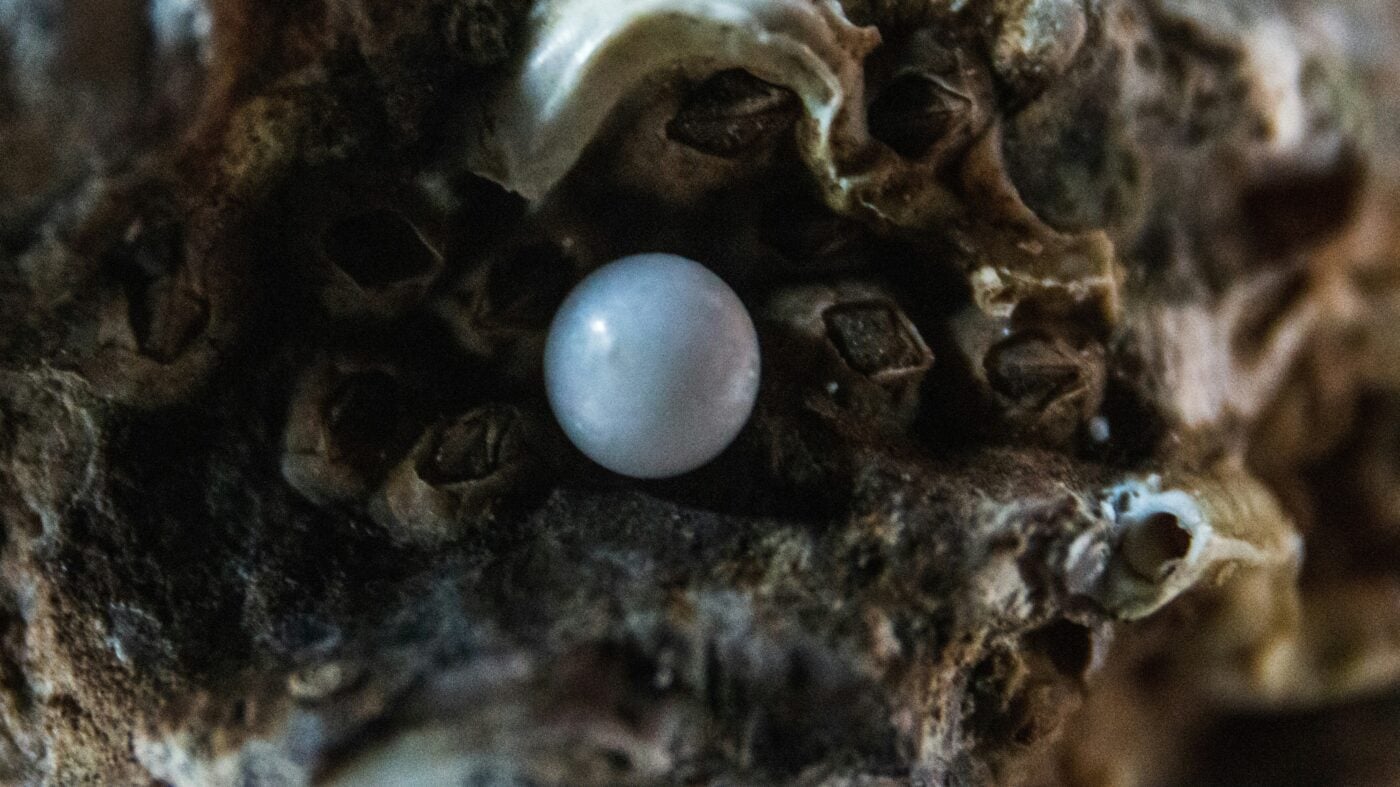 Parables, Pearls, and the Gift of Understanding: 17th Sunday in Ordinary Time