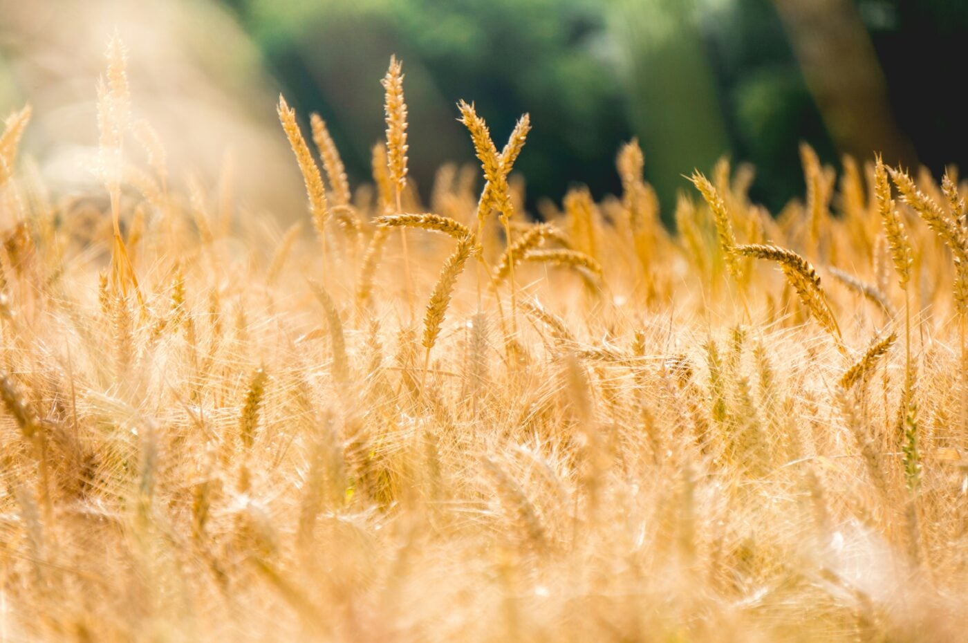 The Same Weeds in the Wheat Field: Rome, Contraception, and Christ’s Call