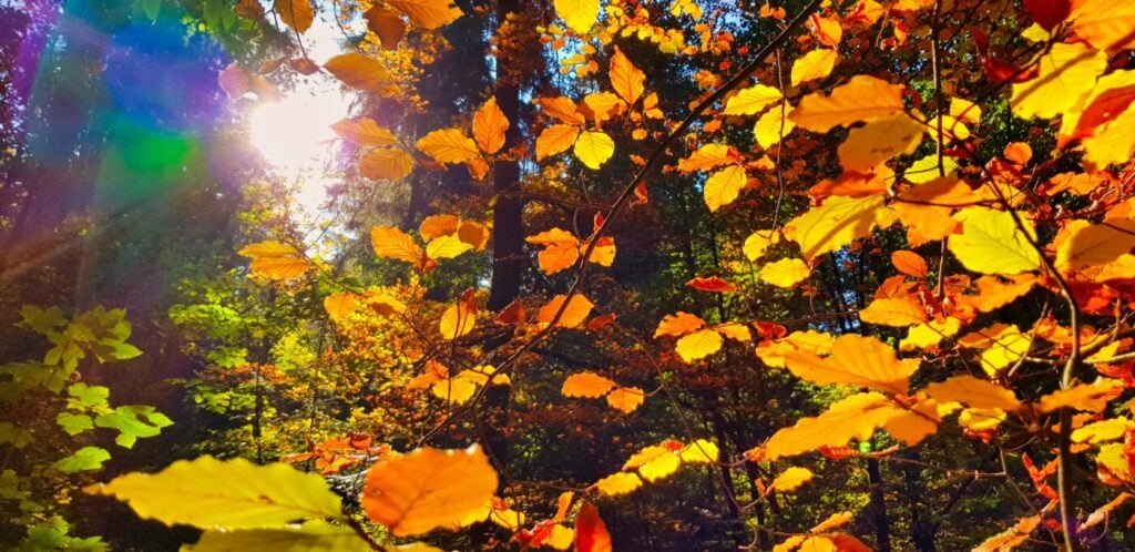 Wonder: Receiving God’s Goodness Through Creation