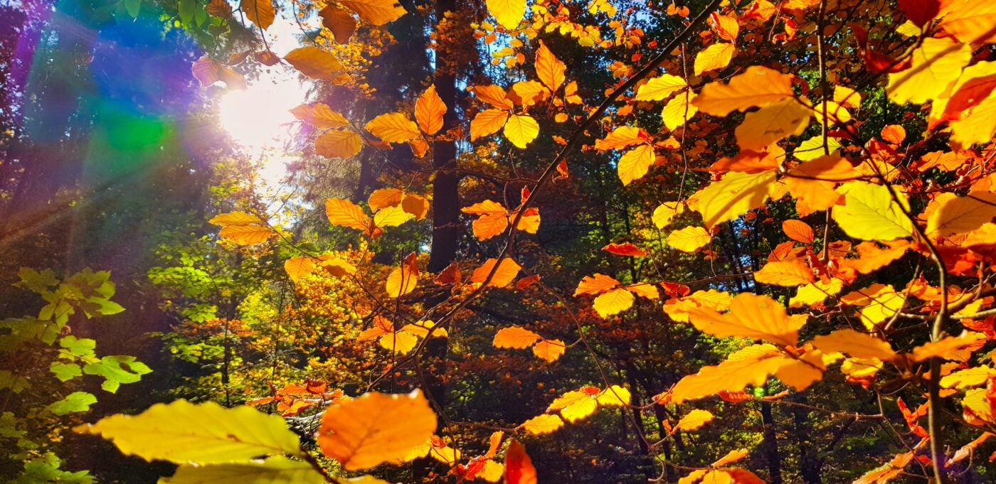 Wonder: Receiving God’s Goodness Through Creation