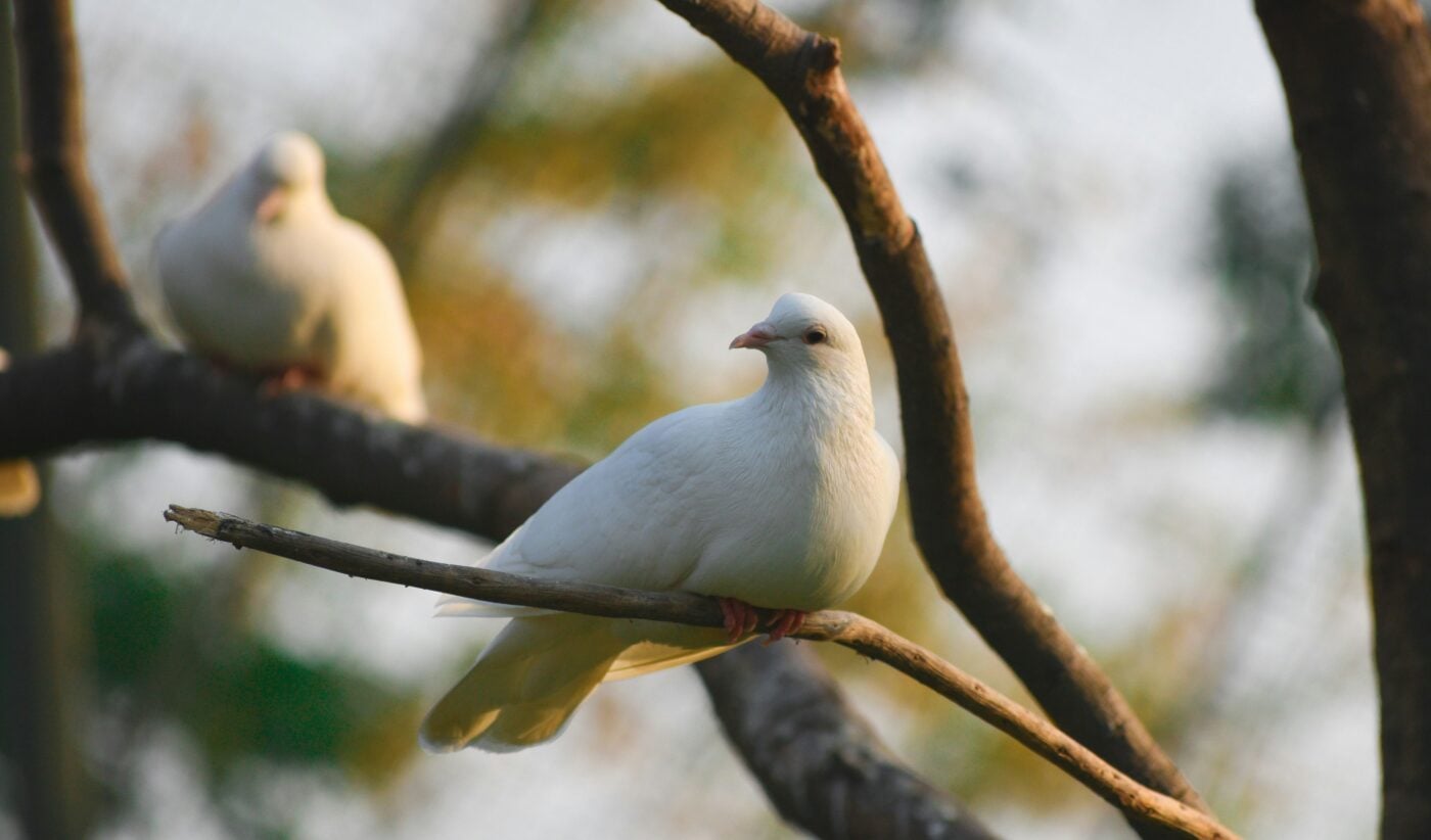 What It Means To Be Wise as Serpents, Innocent as Doves